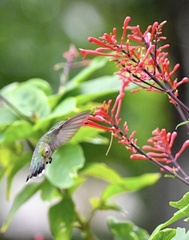 Archilochus colubris