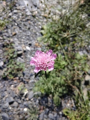 Scabiosa owerinii