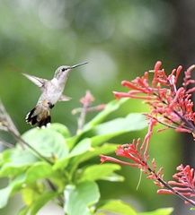 Archilochus colubris