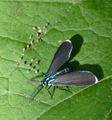 Uranophora terminalis