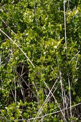 Azima tetracantha