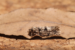 Morophaga choragella