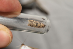 Morophaga choragella