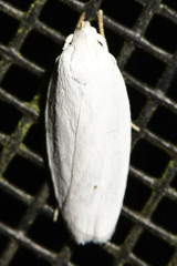 Antaeotricha albulella