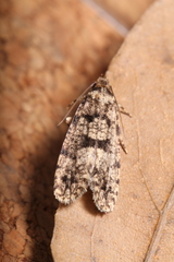 Morophaga choragella