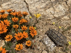 Chersobius signatus