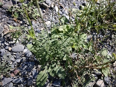 Scabiosa owerinii