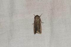 Mythimna riparia