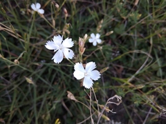 Dianthus cretaceus