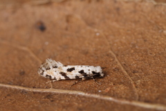 Nemapogon nevadella