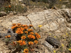 Chersobius signatus