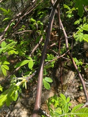 Bursera cuneata