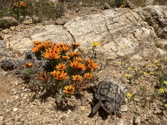Chersobius signatus