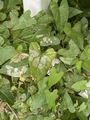 Magnoliopsida