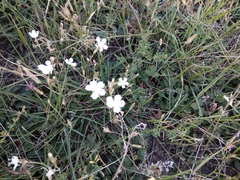 Dianthus cretaceus