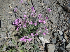 Chamaenerion colchicum