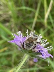 Bombus