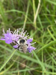 Bombus