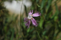 Dianthus broteri