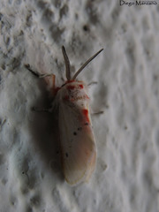 Trosia nigropunctigera