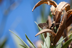 Leptotes trigemmatus