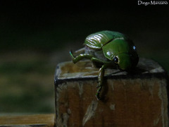 Chrysina paulseni