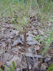 Phemeranthus parviflorus