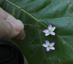Phemeranthus parviflorus