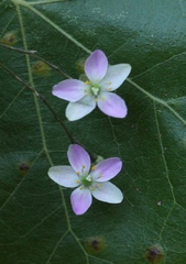 Phemeranthus parviflorus