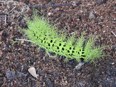 Hemileucinae