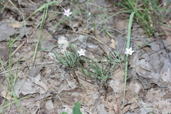 Phemeranthus parviflorus