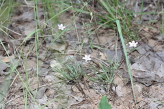 Phemeranthus parviflorus