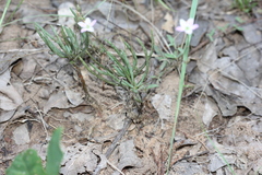 Phemeranthus parviflorus