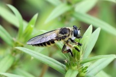 Megaphorus clausicellus