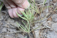 Phemeranthus parviflorus