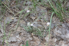 Phemeranthus parviflorus