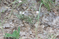 Phemeranthus parviflorus