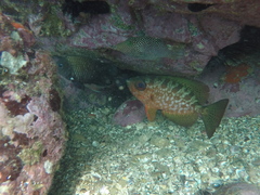 Heteropriacanthus carolinus
