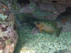 Heteropriacanthus carolinus