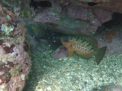Heteropriacanthus carolinus