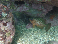 Heteropriacanthus carolinus