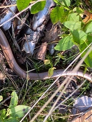 Anguis fragilis