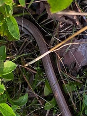 Anguis fragilis