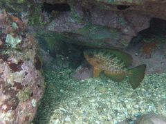 Heteropriacanthus carolinus