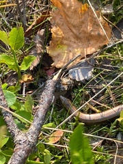 Anguis fragilis