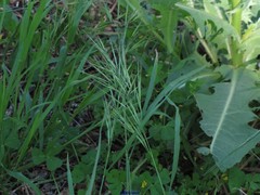 Medicago arabica