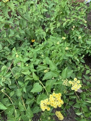 Lantana × hybrida