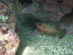 Heteropriacanthus carolinus