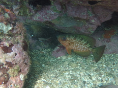 Heteropriacanthus carolinus