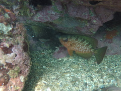 Heteropriacanthus carolinus